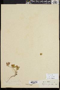 Trifolium fucatum image