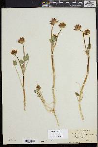 Trifolium fucatum image
