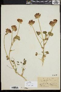 Trifolium fucatum image