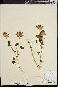 Trifolium fucatum image