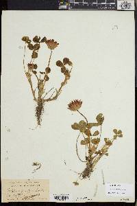 Trifolium fucatum image