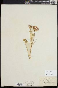 Trifolium fucatum image