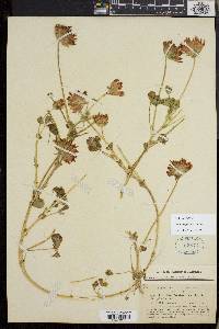 Trifolium fucatum image