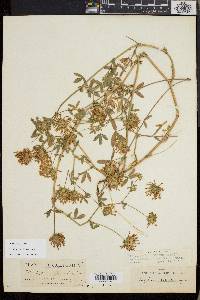 Trifolium obtusiflorum image