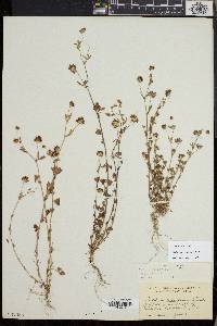 Trifolium variegatum image