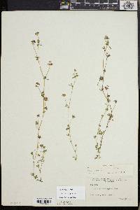 Trifolium variegatum image