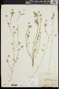 Trifolium variegatum image
