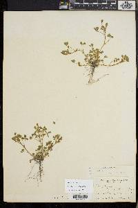 Trifolium variegatum image