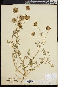 Trifolium obtusiflorum image