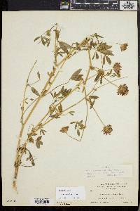 Trifolium obtusiflorum image