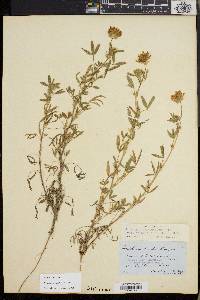 Trifolium obtusiflorum image