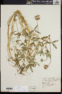 Trifolium obtusiflorum image