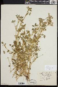Trifolium variegatum image