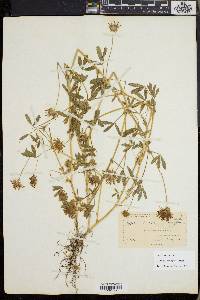 Trifolium obtusiflorum image