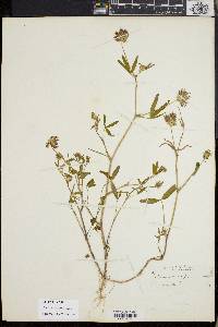 Trifolium willdenovii image