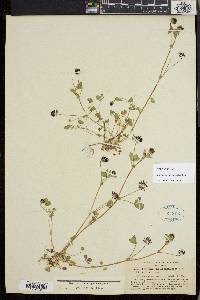 Trifolium variegatum image