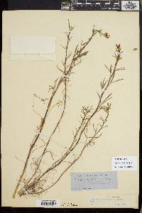 Trifolium willdenovii image