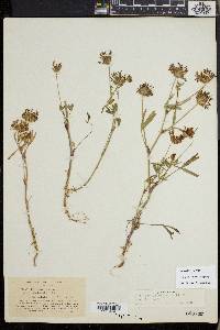 Trifolium willdenovii image