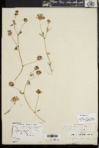 Trifolium willdenovii image