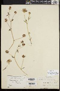Trifolium variegatum image