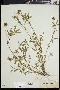Trifolium willdenovii image