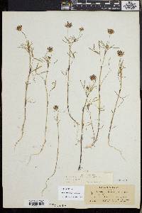 Trifolium willdenovii image