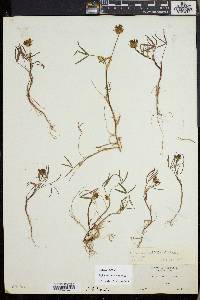 Trifolium willdenovii image
