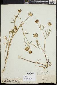 Trifolium willdenovii image