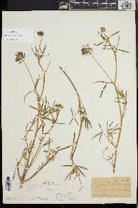 Trifolium willdenovii image