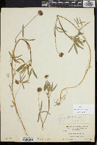 Trifolium willdenovii image