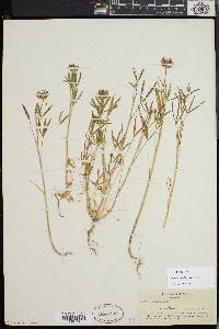 Trifolium willdenovii image
