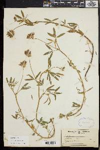 Trifolium wormskioldii image