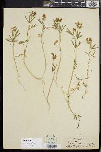 Trifolium willdenovii image