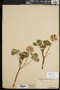 Trifolium fucatum image