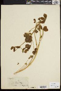 Trifolium reflexum image