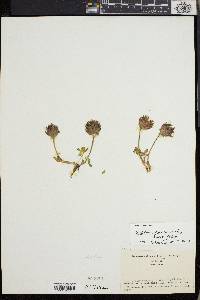 Trifolium parryi image