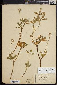 Trifolium ciliolatum image