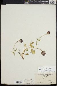 Trifolium parryi image