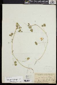 Medicago polymorpha image