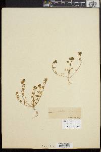 Trifolium dubium image