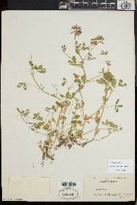 Trifolium pinetorum image