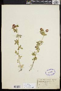 Trifolium aureum image