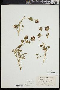 Trifolium wormskioldii image