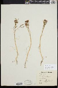 Trifolium willdenovii image