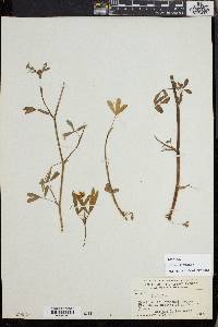 Trifolium alexandrinum image