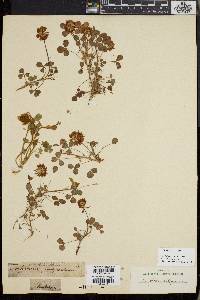 Trifolium incarnatum image