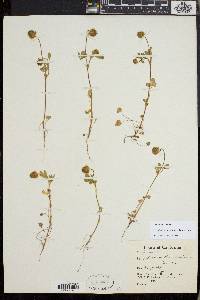 Trifolium albopurpureum image