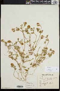 Trifolium albopurpureum image