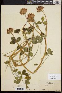 Trifolium fucatum image