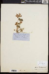 Trifolium fucatum image